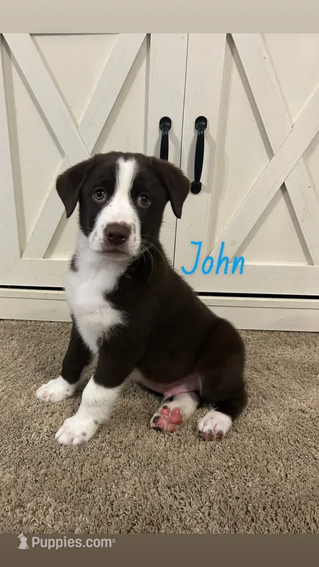 John – Australian Shepherd, Labrador Retriever puppy for sale in Romeo, MI