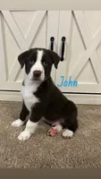 John, a male Australian Shepherd and Labrador Retriever for sale in Romeo, MI – 1 of 3