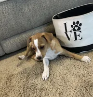 Thomas, a male Rat Terrier for sale in Romeo, MI – 2 of 5
