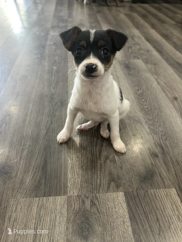 Tom – Chihuahua puppy for sale in Romeo, MI