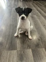 Tom, a male Chihuahua for sale in Romeo, MI – 1 of 4
