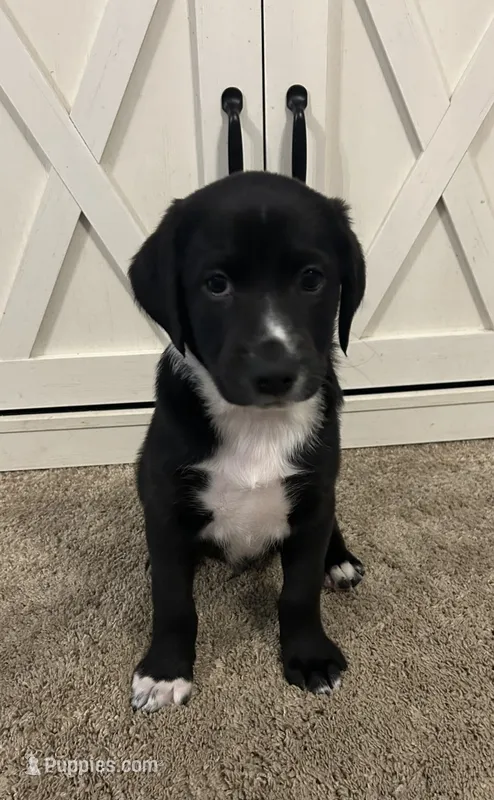 Jamie – Australian Shepherd, Labrador Retriever puppy for sale in Romeo, MI
