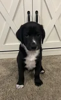 Jamie, a male Australian Shepherd and Labrador Retriever for sale in Romeo, MI – 1 of 2