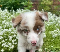 Pearl, a female Australian Shepherd for sale in Romeo, MI – 3 of 4