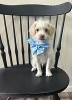 AJ, a male Shih Tzu and Poodle - Miniature  for sale in Romeo, MI – 1 of 7