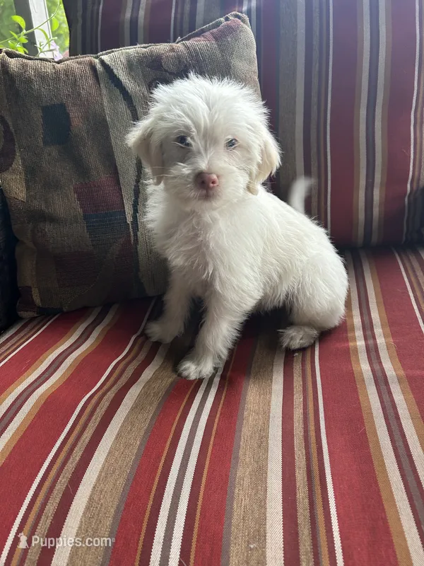 Kevin – Shihpoo puppy for sale in Romeo, MI