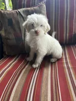 Kevin, a male Shih Tzu and Poodle - Miniature  for sale in Romeo, MI – 6 of 8