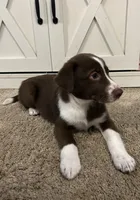 Beth, a female Australian Shepherd and Labrador Retriever for sale in Romeo, MI – 2 of 3