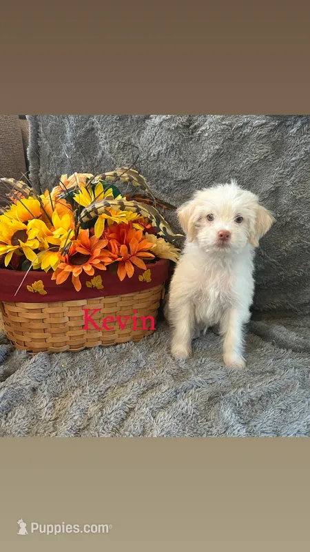 Kevin – Shihpoo puppy for sale in Romeo, MI