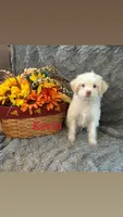 Kevin, a male Shihpoo for sale in Romeo, MI – 1 of 2