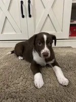 Beth, a female Australian Shepherd and Labrador Retriever for sale in Romeo, MI – 3 of 3