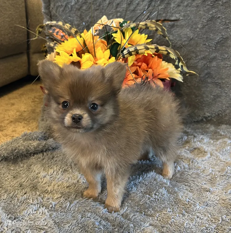 JC – Pomeranian puppy for sale in Romeo, MI