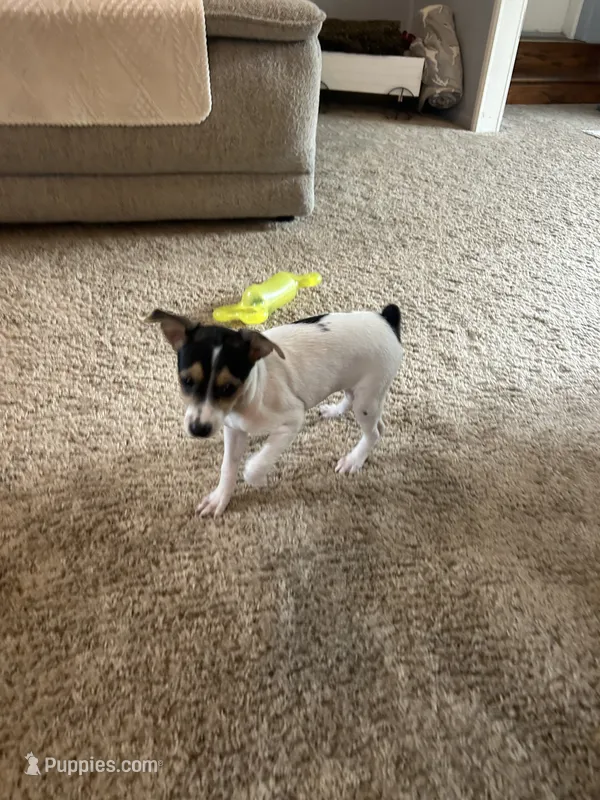 Betsy – Rat Terrier puppy for sale in Romeo, MI