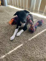 Alex, a male Rat Terrier for sale in Romeo, MI – 6 of 8