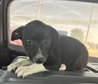 Abe, a male Rat Terrier for sale in Romeo, MI – 4 of 6