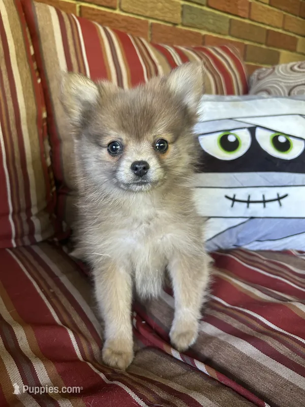 JC – Pomeranian puppy for sale in Romeo, MI