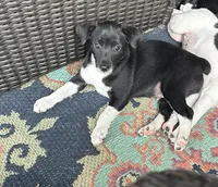 Goerge, a male Rat Terrier for sale in Romeo, MI – 1 of 7