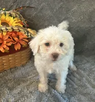 Nick, a male Shihpoo for sale in Romeo, MI – 2 of 2
