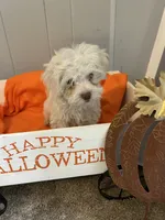 Nick, a male Shih Tzu and Poodle - Miniature  for sale in Romeo, MI – 5 of 5