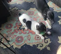 Betsy, a female Rat Terrier for sale in Romeo, MI – 3 of 7