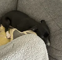 Alex, a male Rat Terrier for sale in Romeo, MI – 2 of 8