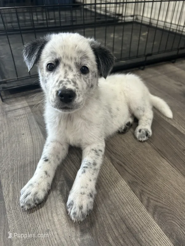 Opie – Australian Cattle Dog, Border Collie puppy for sale in Romeo, MI