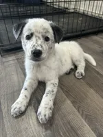 Opie, a male Australian Cattle Dog and Border Collie for sale in Romeo, MI – 1 of 1