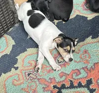 Betsy, a female Rat Terrier for sale in Romeo, MI – 4 of 7