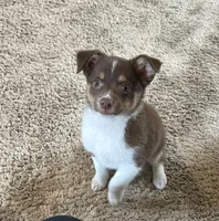 Will, a male Miniature Australian Shepherd for sale in Romeo, MI – Photo 2 of 8