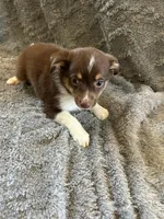 Will, a male Miniature Australian Shepherd for sale in Romeo, MI – Photo 3 of 4