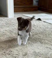 Will, a male Miniature Australian Shepherd for sale in Romeo, MI – Photo 3 of 8