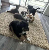 Will, a male Miniature Australian Shepherd for sale in Romeo, MI – Photo 8 of 8