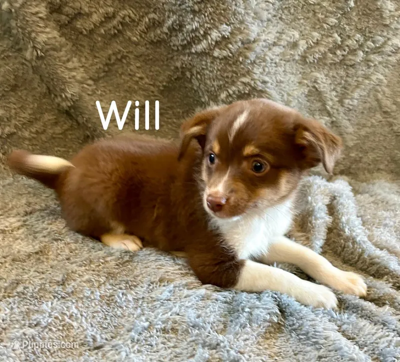 Will – Miniature Australian Shepherd puppy for sale in Romeo, MI