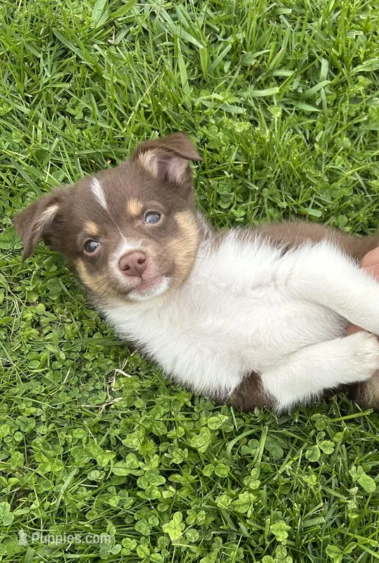 Will – Miniature Australian Shepherd puppy for sale in Romeo, MI