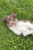 Will, a male Miniature Australian Shepherd for sale in Romeo, MI – Photo 4 of 4