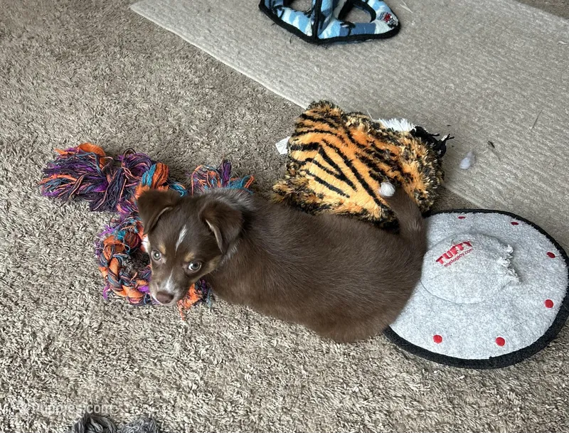 Will – Miniature Australian Shepherd puppy for sale in Romeo, MI