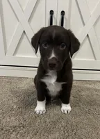 Jimmy, a male Australian Shepherd and Labrador Retriever for sale in Romeo, MI – 2 of 3