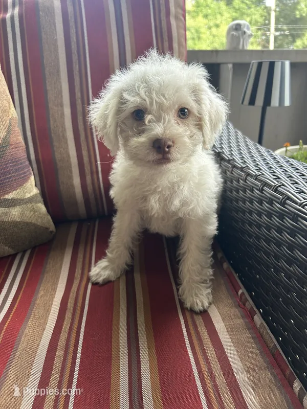 Nick – Shih Tzu, Poodle - Miniature  puppy for sale in Romeo, MI