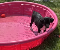 George, a male Rat Terrier for sale in Romeo, MI – 5 of 5