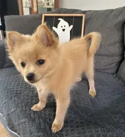 Tommy, a male Pomeranian for sale in Romeo, MI – 5 of 7