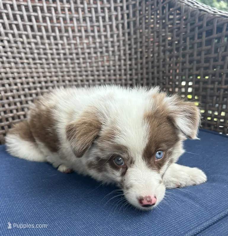 Pearl – Australian Shepherd puppy for sale in Romeo, MI