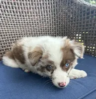 Pearl, a female Australian Shepherd for sale in Romeo, MI – 1 of 4