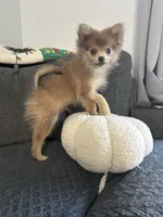 Jerry, a male Pomeranian for sale in Romeo, MI – 4 of 8