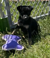 Jerry, a male Chihuahua for sale in Romeo, MI – 9 of 10