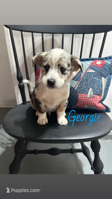Georgie – Miniature Australian Shepherd puppy for sale in Romeo, MI