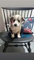 Georgie, a male Miniature Australian Shepherd for sale in Romeo, MI – 1 of 3