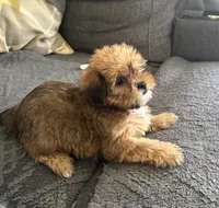 Lance, a male Shih Tzu and Yorkshire Terrier for sale in Romeo, MI – 2 of 6
