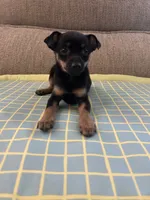 Jerry, a male Chihuahua for sale in Romeo, MI – 3 of 5