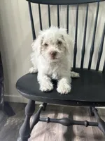 Nick, a male Shih Tzu and Poodle - Miniature  for sale in Romeo, MI – 2 of 7