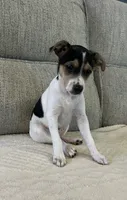Betsy, a female Rat Terrier for sale in Romeo, MI – 2 of 5
